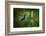 Green and Blue Hummingbird Black-Throated Mango, Anthracothorax Nigricollis, Flying next to Beautif-Ondrej Prosicky-Framed Photographic Print