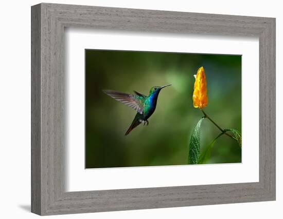 Green and Blue Hummingbird Black-Throated Mango, Anthracothorax Nigricollis, Flying next to Beautif-Ondrej Prosicky-Framed Photographic Print