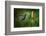 Green and Blue Hummingbird Black-Throated Mango, Anthracothorax Nigricollis, Flying next to Beautif-Ondrej Prosicky-Framed Photographic Print