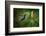 Green and Blue Hummingbird Black-Throated Mango, Anthracothorax Nigricollis, Flying next to Beautif-Ondrej Prosicky-Framed Photographic Print