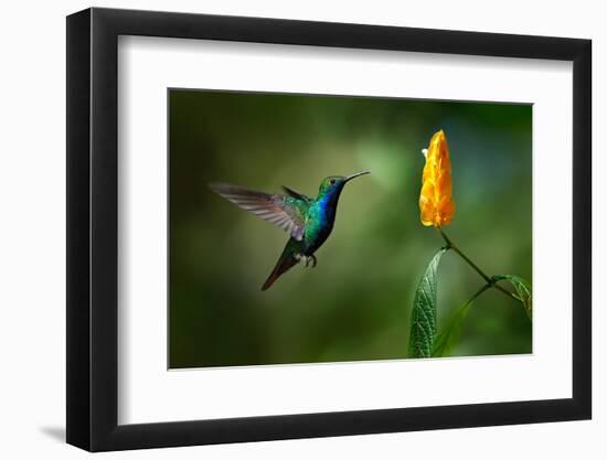 Green and Blue Hummingbird Black-Throated Mango, Anthracothorax Nigricollis, Flying next to Beautif-Ondrej Prosicky-Framed Photographic Print