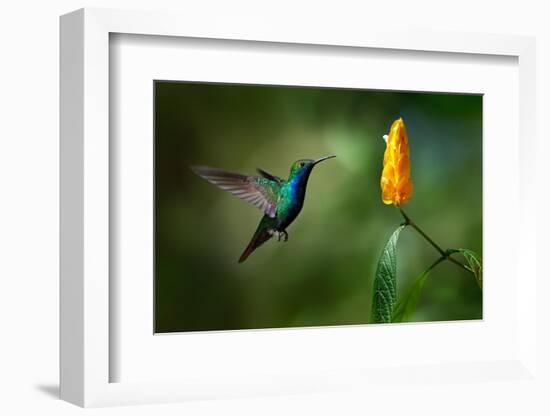 Green and Blue Hummingbird Black-Throated Mango, Anthracothorax Nigricollis, Flying next to Beautif-Ondrej Prosicky-Framed Photographic Print