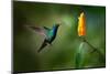 Green and Blue Hummingbird Black-Throated Mango, Anthracothorax Nigricollis, Flying next to Beautif-Ondrej Prosicky-Mounted Photographic Print