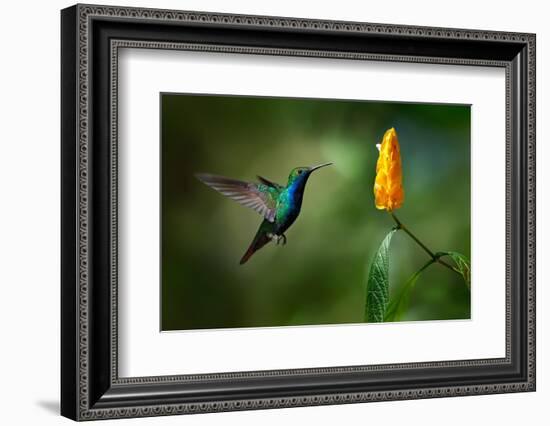 Green and Blue Hummingbird Black-Throated Mango, Anthracothorax Nigricollis, Flying next to Beautif-Ondrej Prosicky-Framed Photographic Print