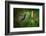 Green and Blue Hummingbird Black-Throated Mango, Anthracothorax Nigricollis, Flying next to Beautif-Ondrej Prosicky-Framed Photographic Print