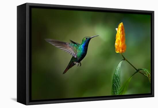 Green and Blue Hummingbird Black-Throated Mango, Anthracothorax Nigricollis, Flying next to Beautif-Ondrej Prosicky-Framed Premier Image Canvas