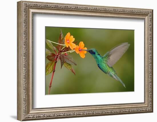 Green and Blue Hummingbird Sparkling Violetear Flying next to Beautiful Yelow Flower-Ondrej Prosicky-Framed Photographic Print