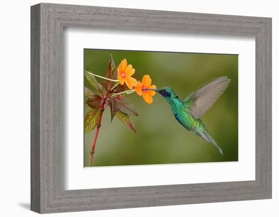 Green and Blue Hummingbird Sparkling Violetear Flying next to Beautiful Yelow Flower-Ondrej Prosicky-Framed Photographic Print