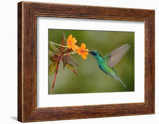 Green and Blue Hummingbird Sparkling Violetear Flying next to Beautiful Yelow Flower-Ondrej Prosicky-Framed Photographic Print