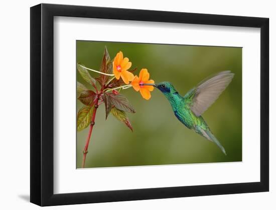 Green and Blue Hummingbird Sparkling Violetear Flying next to Beautiful Yelow Flower-Ondrej Prosicky-Framed Photographic Print