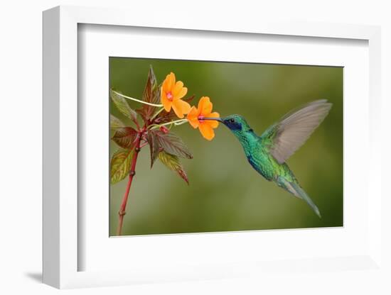 Green and Blue Hummingbird Sparkling Violetear Flying next to Beautiful Yelow Flower-Ondrej Prosicky-Framed Photographic Print
