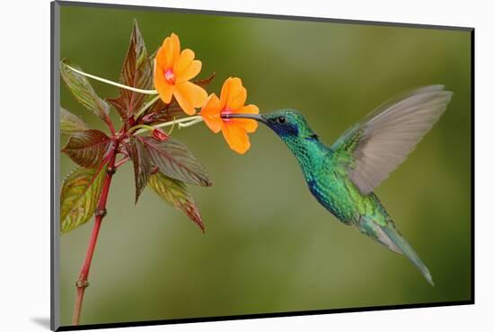 Green and Blue Hummingbird Sparkling Violetear Flying next to Beautiful Yelow Flower-Ondrej Prosicky-Mounted Photographic Print