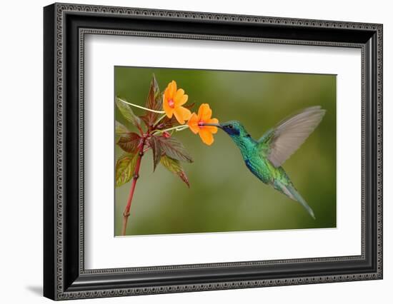 Green and Blue Hummingbird Sparkling Violetear Flying next to Beautiful Yelow Flower-Ondrej Prosicky-Framed Photographic Print