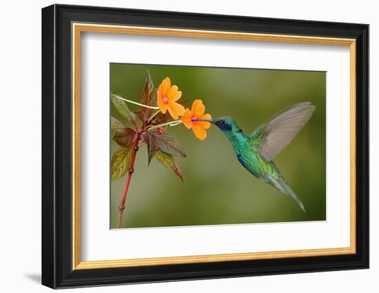 Green and Blue Hummingbird Sparkling Violetear Flying next to Beautiful Yelow Flower-Ondrej Prosicky-Framed Photographic Print