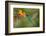 Green and Blue Hummingbird Sparkling Violetear Flying next to Beautiful Yelow Flower-Ondrej Prosicky-Framed Photographic Print