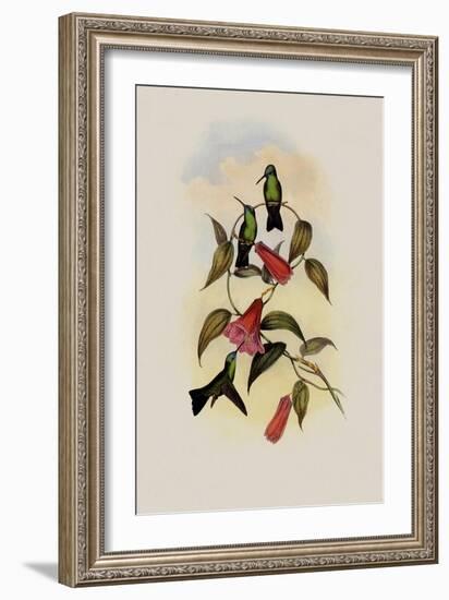 Green and Blue Sapphire, Eucephala Smaragdo-C?rulea-John Gould-Framed Giclee Print