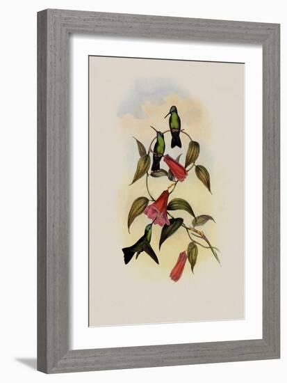 Green and Blue Sapphire, Eucephala Smaragdo-C?rulea-John Gould-Framed Giclee Print