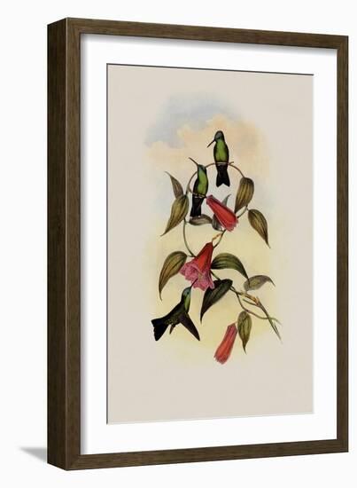 Green and Blue Sapphire, Eucephala Smaragdo-C?rulea-John Gould-Framed Giclee Print