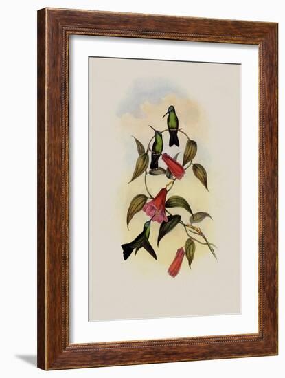 Green and Blue Sapphire, Eucephala Smaragdo-C?rulea-John Gould-Framed Giclee Print