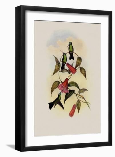 Green and Blue Sapphire, Eucephala Smaragdo-C?rulea-John Gould-Framed Giclee Print