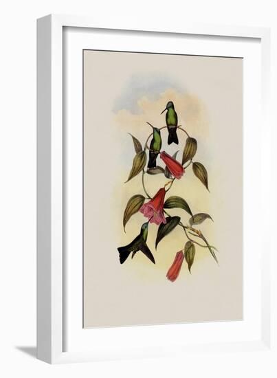 Green and Blue Sapphire, Eucephala Smaragdo-C?rulea-John Gould-Framed Giclee Print