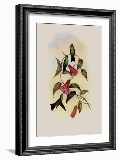 Green and Blue Sapphire, Eucephala Smaragdo-C?rulea-John Gould-Framed Giclee Print