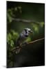Green And Blue-Andre Villeneuve-Mounted Photographic Print