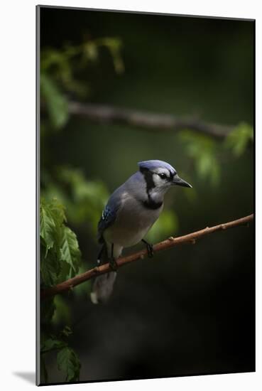 Green And Blue-Andre Villeneuve-Mounted Photographic Print