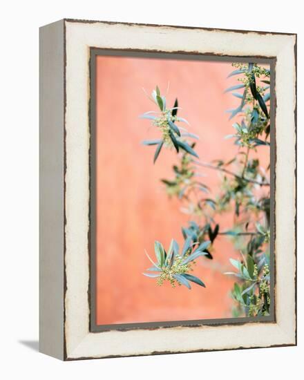 Green and Coral-Raisa Zwart-Framed Premier Image Canvas