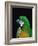 Green and Gold Macaw, Galveston Botanical Garden, Moody Gardens, Texas, USA-Dee Ann Pederson-Framed Photographic Print