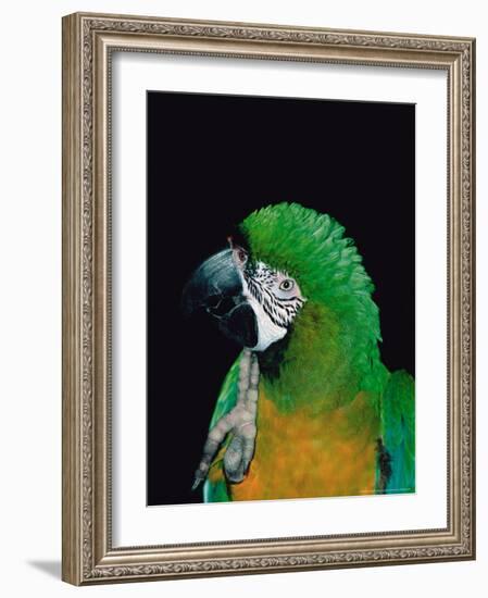 Green and Gold Macaw, Galveston Botanical Garden, Moody Gardens, Texas, USA-Dee Ann Pederson-Framed Photographic Print