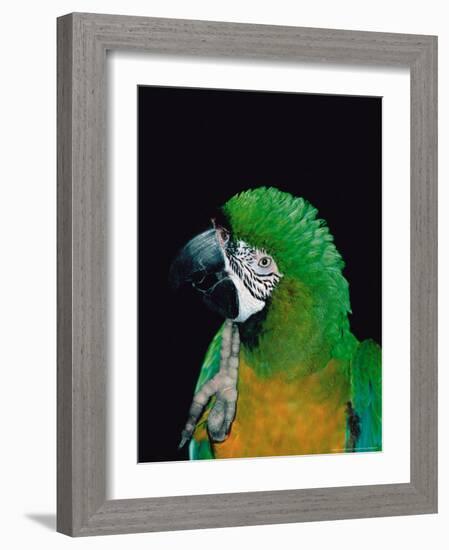 Green and Gold Macaw, Galveston Botanical Garden, Moody Gardens, Texas, USA-Dee Ann Pederson-Framed Photographic Print