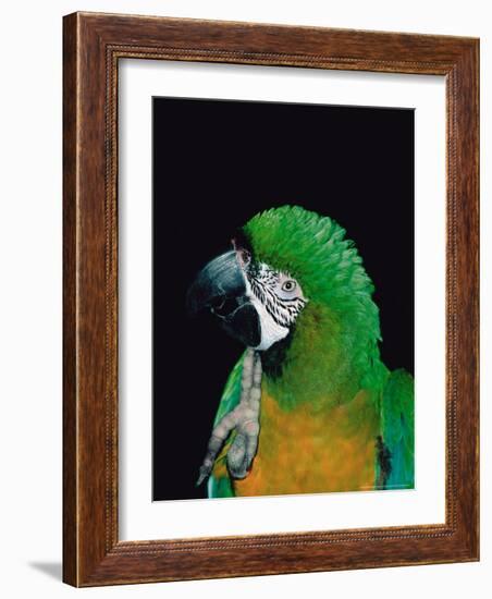 Green and Gold Macaw, Galveston Botanical Garden, Moody Gardens, Texas, USA-Dee Ann Pederson-Framed Photographic Print