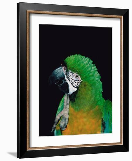 Green and Gold Macaw, Galveston Botanical Garden, Moody Gardens, Texas, USA-Dee Ann Pederson-Framed Photographic Print