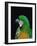 Green and Gold Macaw, Galveston Botanical Garden, Moody Gardens, Texas, USA-Dee Ann Pederson-Framed Photographic Print