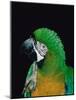 Green and Gold Macaw, Galveston Botanical Garden, Moody Gardens, Texas, USA-Dee Ann Pederson-Mounted Photographic Print