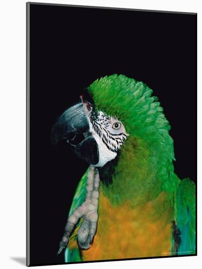 Green and Gold Macaw, Galveston Botanical Garden, Moody Gardens, Texas, USA-Dee Ann Pederson-Mounted Photographic Print