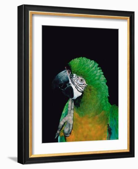 Green and Gold Macaw, Galveston Botanical Garden, Moody Gardens, Texas, USA-Dee Ann Pederson-Framed Photographic Print