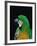 Green and Gold Macaw, Galveston Botanical Garden, Moody Gardens, Texas, USA-Dee Ann Pederson-Framed Photographic Print