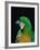 Green and Gold Macaw, Galveston Botanical Garden, Moody Gardens, Texas, USA-Dee Ann Pederson-Framed Photographic Print