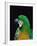 Green and Gold Macaw, Galveston Botanical Garden, Moody Gardens, Texas, USA-Dee Ann Pederson-Framed Photographic Print