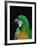 Green and Gold Macaw, Galveston Botanical Garden, Moody Gardens, Texas, USA-Dee Ann Pederson-Framed Photographic Print