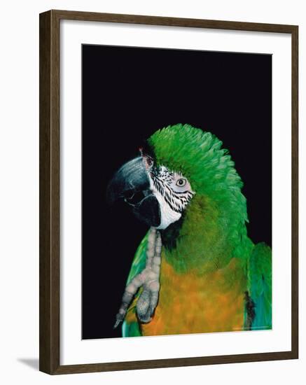 Green and Gold Macaw, Galveston Botanical Garden, Moody Gardens, Texas, USA-Dee Ann Pederson-Framed Photographic Print