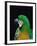 Green and Gold Macaw, Galveston Botanical Garden, Moody Gardens, Texas, USA-Dee Ann Pederson-Framed Photographic Print