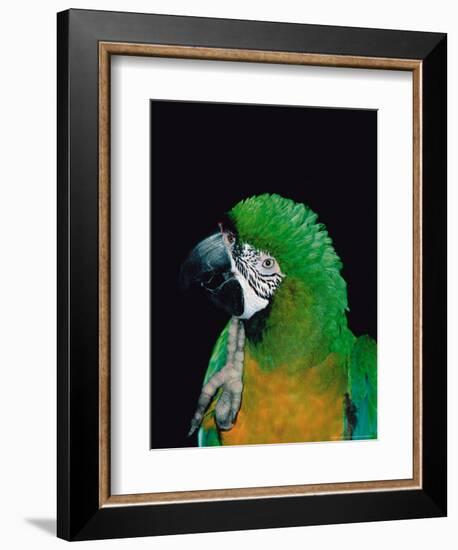 Green and Gold Macaw, Galveston Botanical Garden, Moody Gardens, Texas, USA-Dee Ann Pederson-Framed Photographic Print