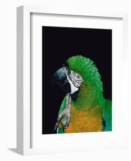 Green and Gold Macaw, Galveston Botanical Garden, Moody Gardens, Texas, USA-Dee Ann Pederson-Framed Photographic Print