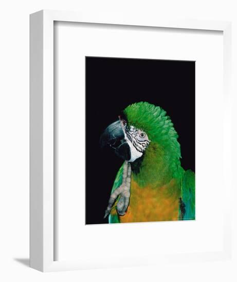 Green and Gold Macaw, Galveston Botanical Garden, Moody Gardens, Texas, USA-Dee Ann Pederson-Framed Photographic Print