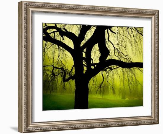 Green and Golden Landscape behind Tree-Jan Lakey-Framed Photographic Print