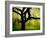 Green and Golden Landscape behind Tree-Jan Lakey-Framed Photographic Print