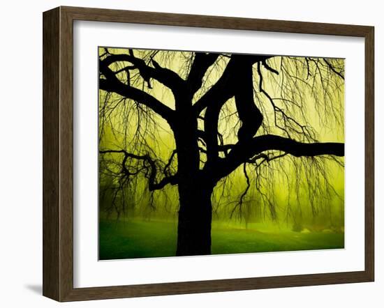 Green and Golden Landscape behind Tree-Jan Lakey-Framed Photographic Print